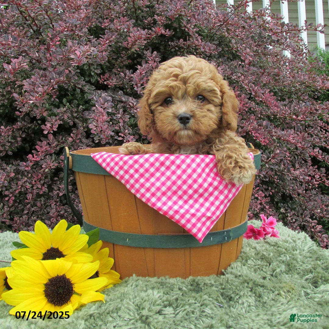 Cavapoo dogs for sale: Princess - Image 18