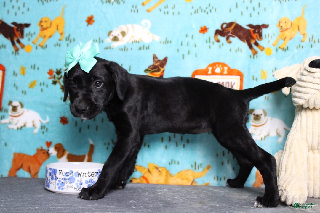 Labrador Retriever dogs for sale: Obsidian - Image 7