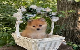 Pomeranian dogs for sale: Rusty - Image 8