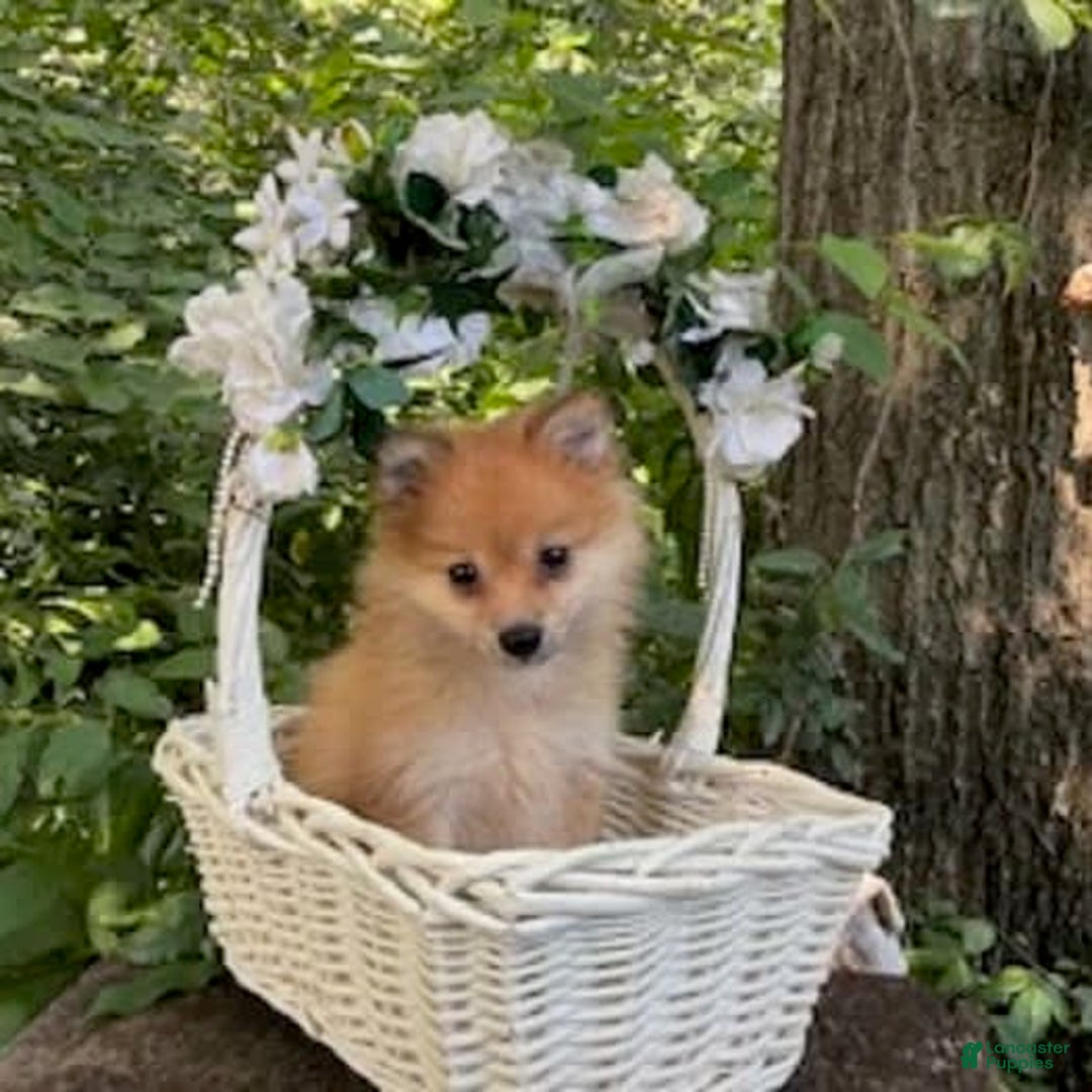 Pomeranian dogs for sale: Rusty - Image 8