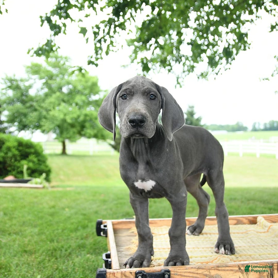 Great Dane dogs for sale: Lenore - Image 10