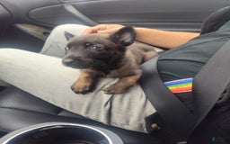 Belgian Malinois dogs for sale: Chucky - Image 2