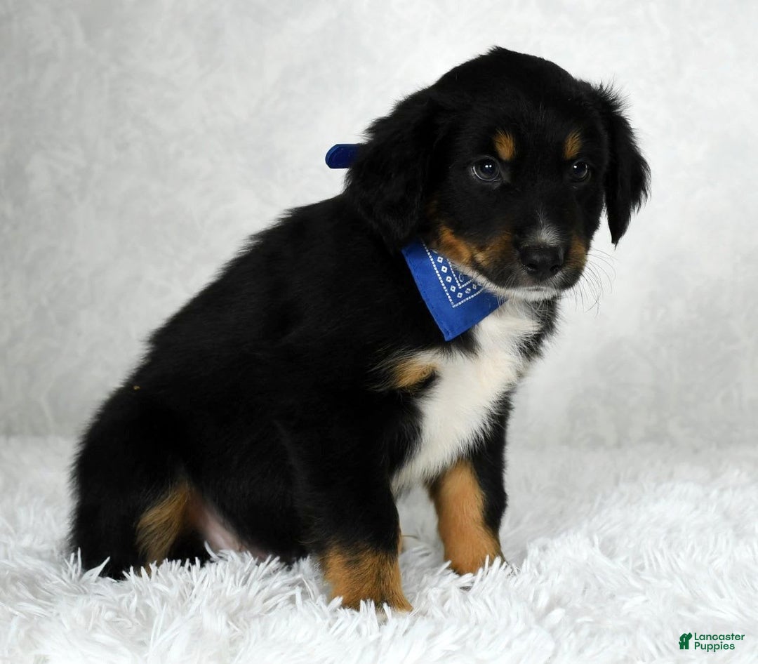 Miniature Australian Shepherd dogs for sale: Baxter - Image 4