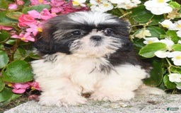 Shih Tzu dogs for sale: Debbie - Image 7
