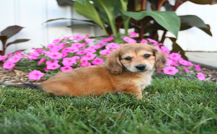 Miniature Dachshund dogs for sale - Ad 2