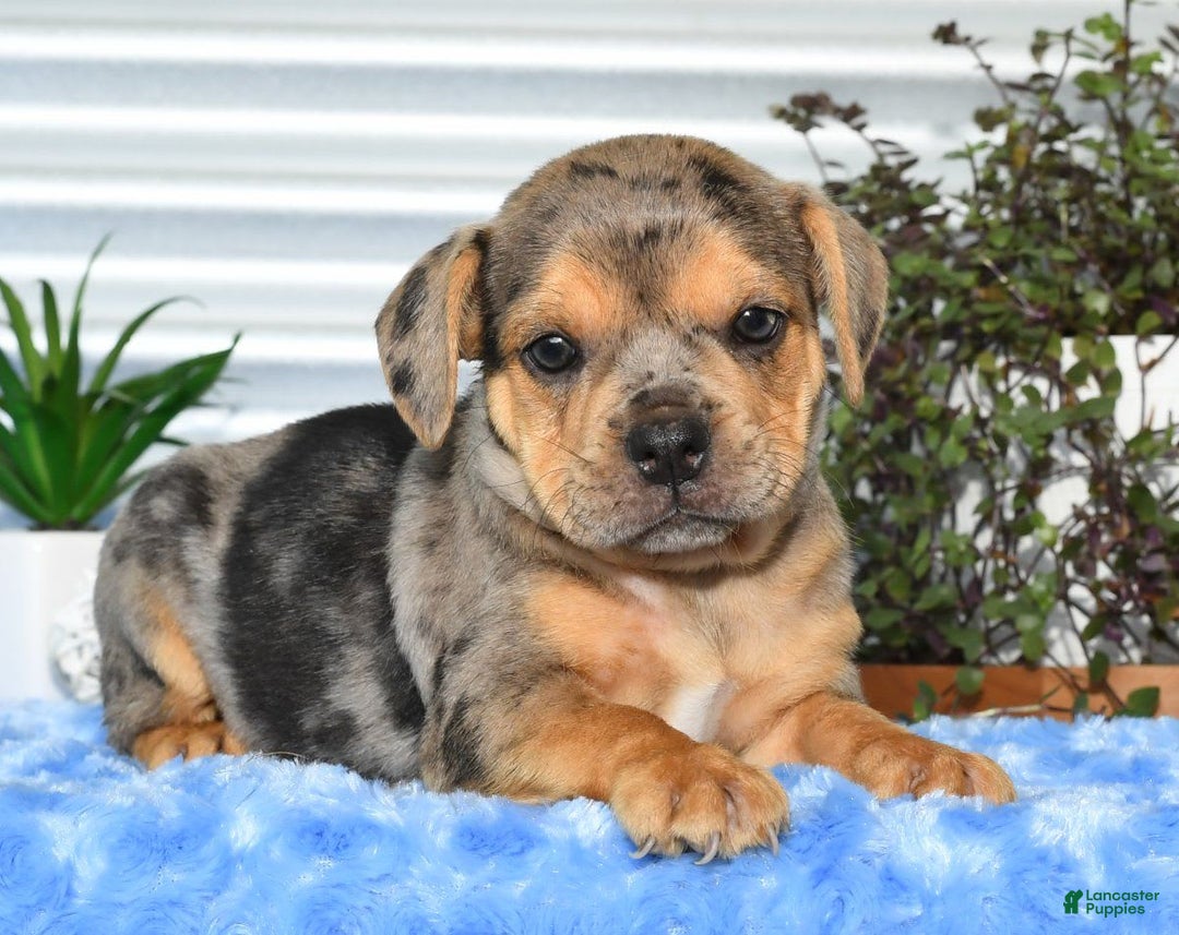 Beabull dogs for sale: Kate - Image 7