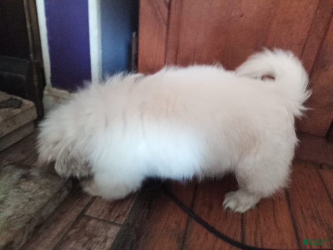 Pekingese dogs for sale: Aspen - Image 2
