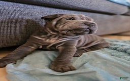 Shar Pei dogs for sale: Shadow - Image 2