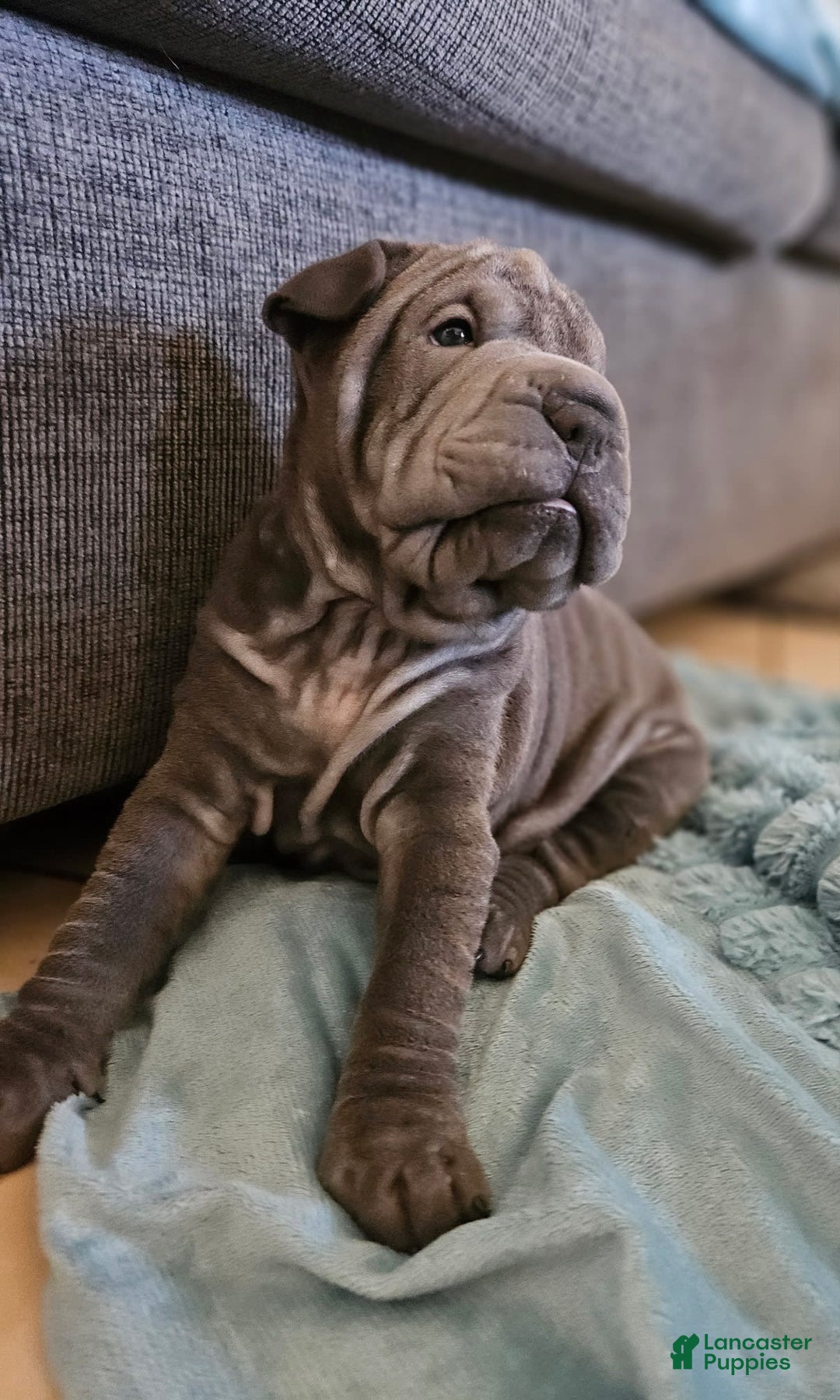 Shar Pei dogs for sale: Shadow - Image 2