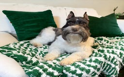 Miniature Schnauzer dogs for sale: Paisley Female 2 Liver Parti - Image 8