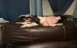 Shih Tzu dogs for sale: Coco - Image 4