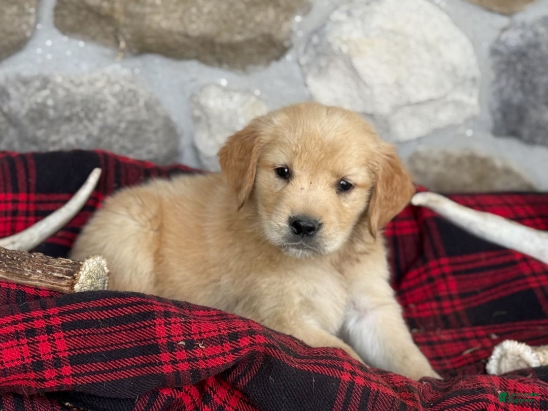 Golden Retriever dogs for sale: Sandy - Image 6