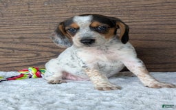 Beagle dogs for sale: Lexi - Image 1