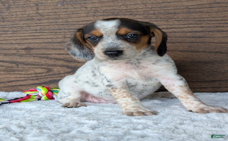 Beagle dogs for sale - Ad 4