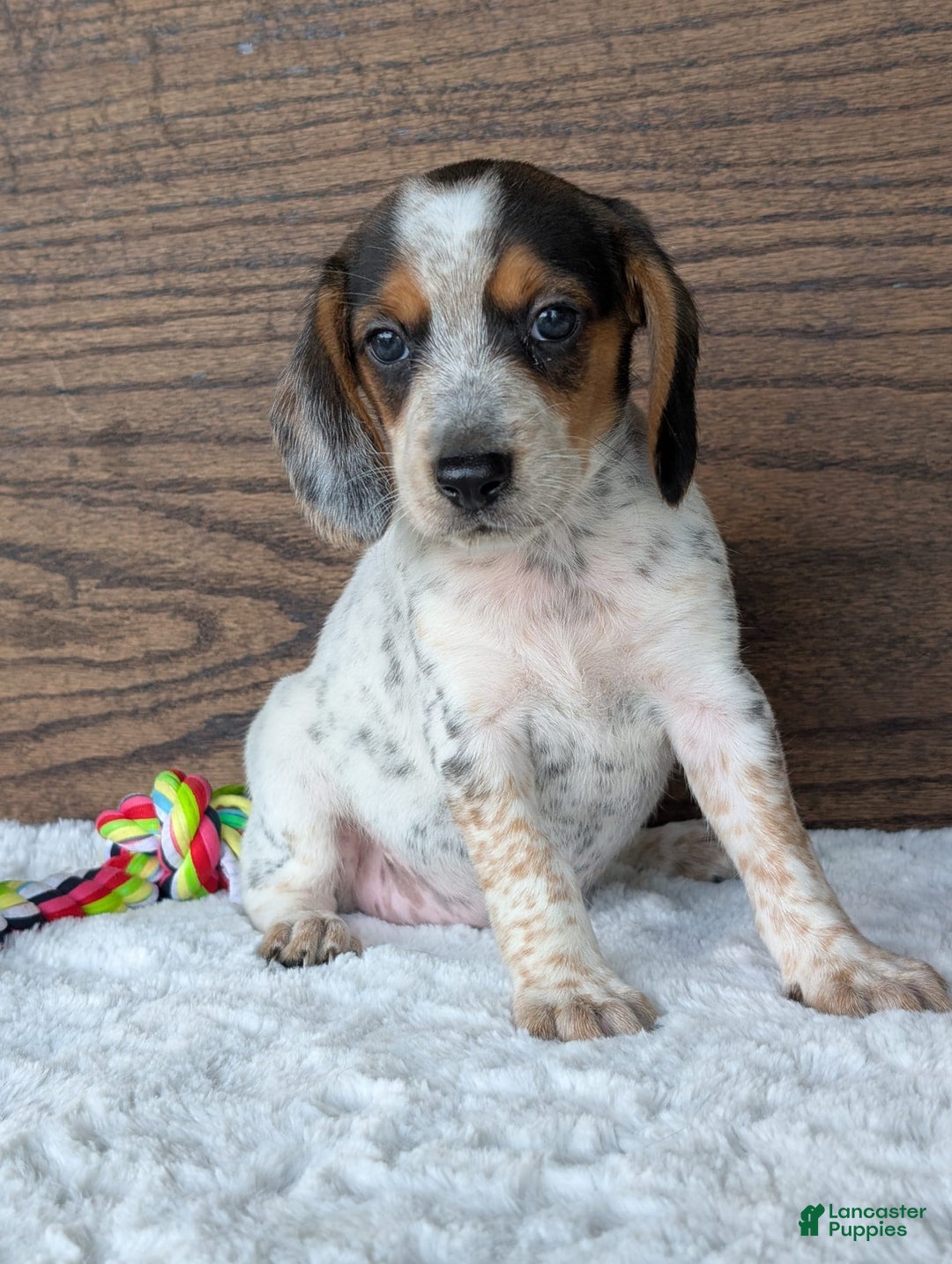 Beagle dogs for sale: Lexi - Image 1