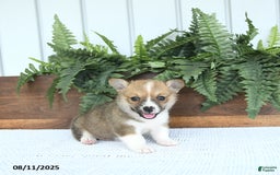 Welsh Corgi Pembroke dogs for sale: Macy - Image 4