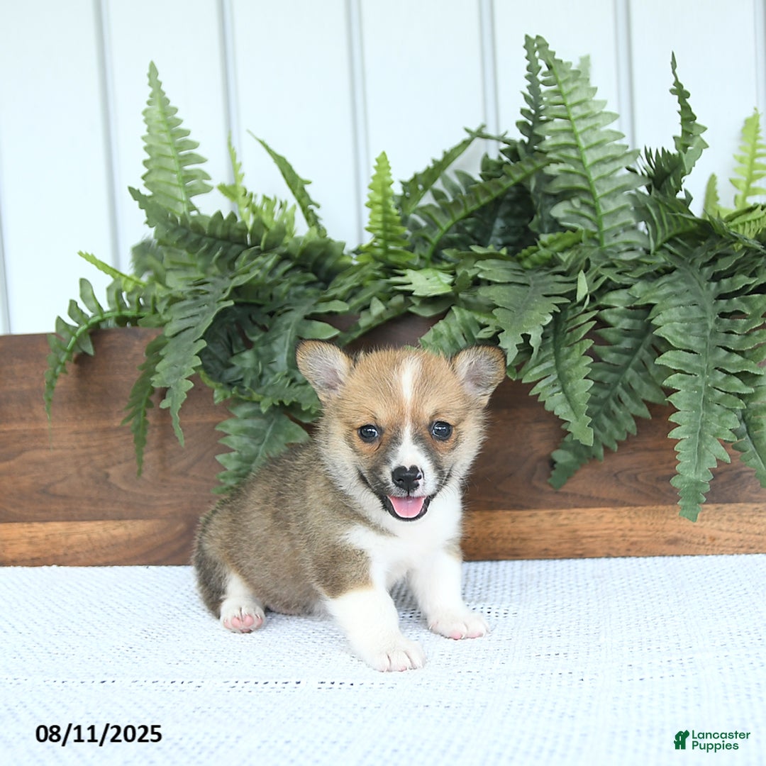 Welsh Corgi Pembroke dogs for sale: Macy - Image 4