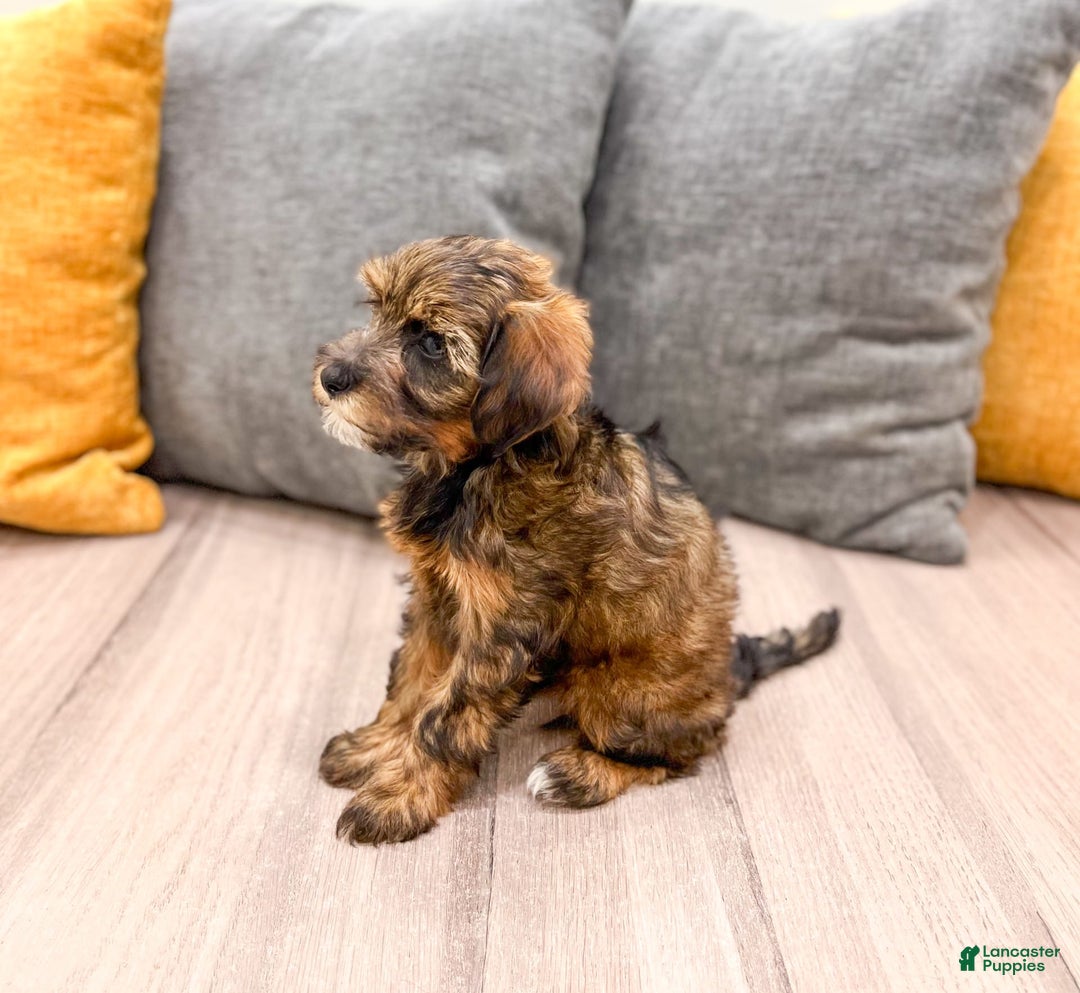 Yorkiepoo dogs for sale: Lacy - Image 2