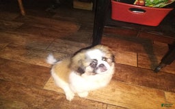 Pekingese dogs for sale: Charlie - Image 2