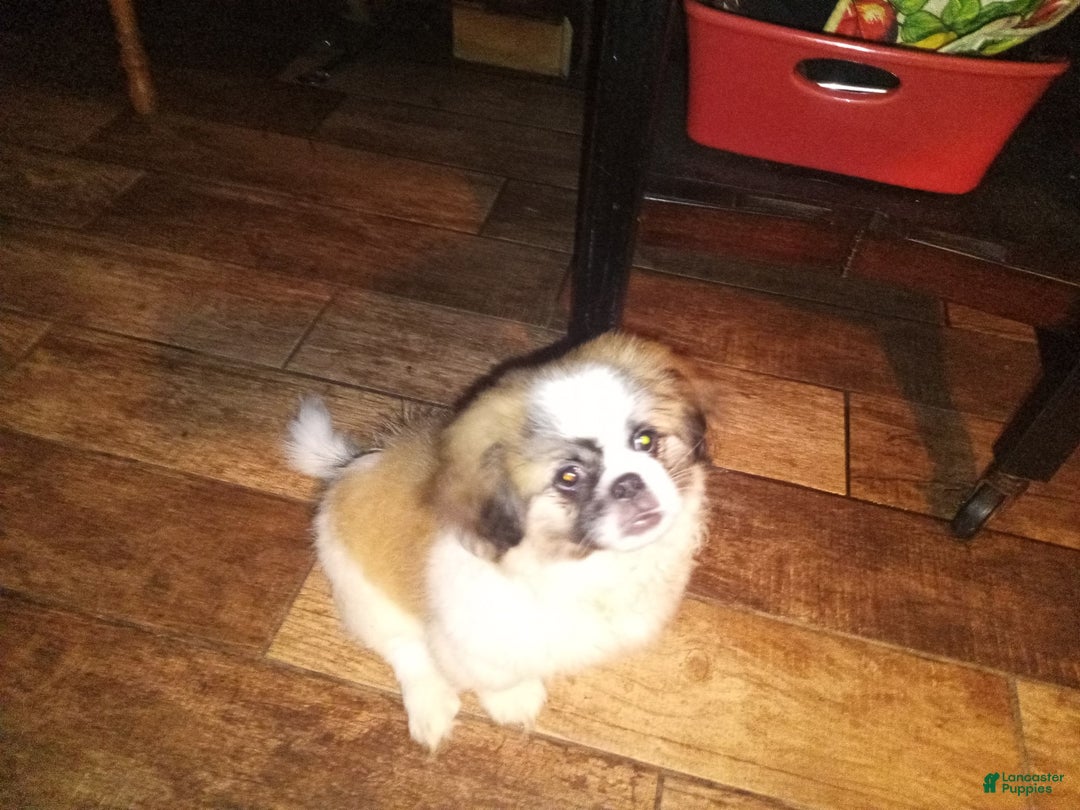 Pekingese dogs for sale: Charlie - Image 2