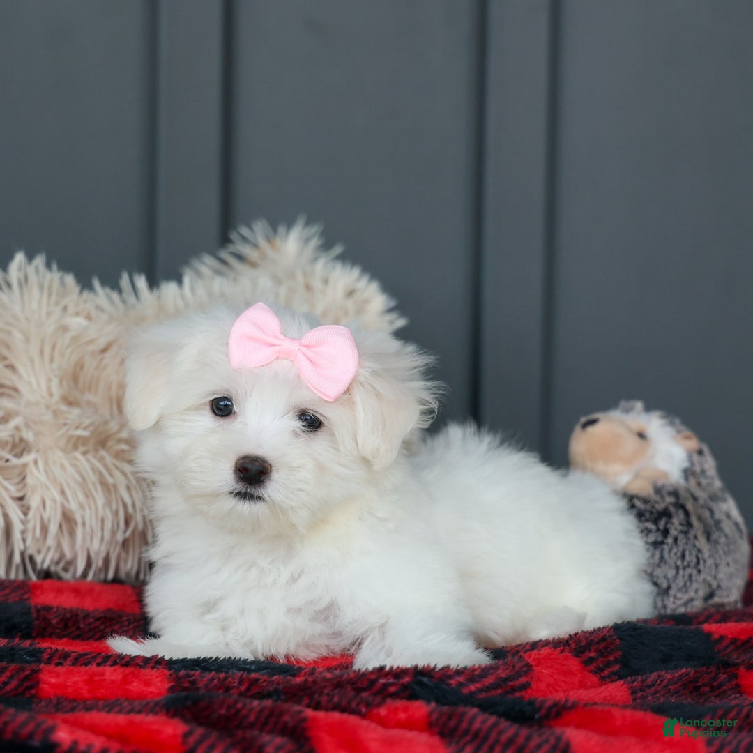 Maltese dogs for sale: Samantha - Image 12