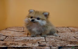 Pomeranian dogs for sale: Charlie - Image 13