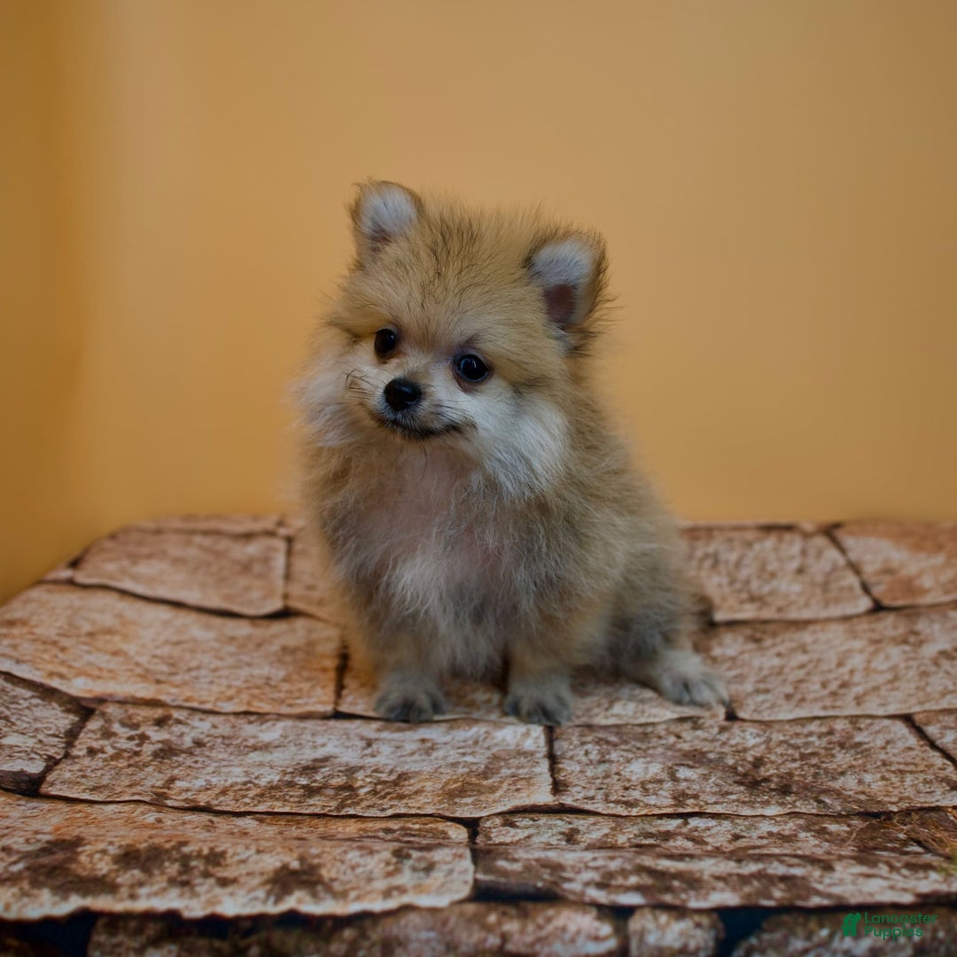 Pomeranian dogs for sale: Charlie - Image 13