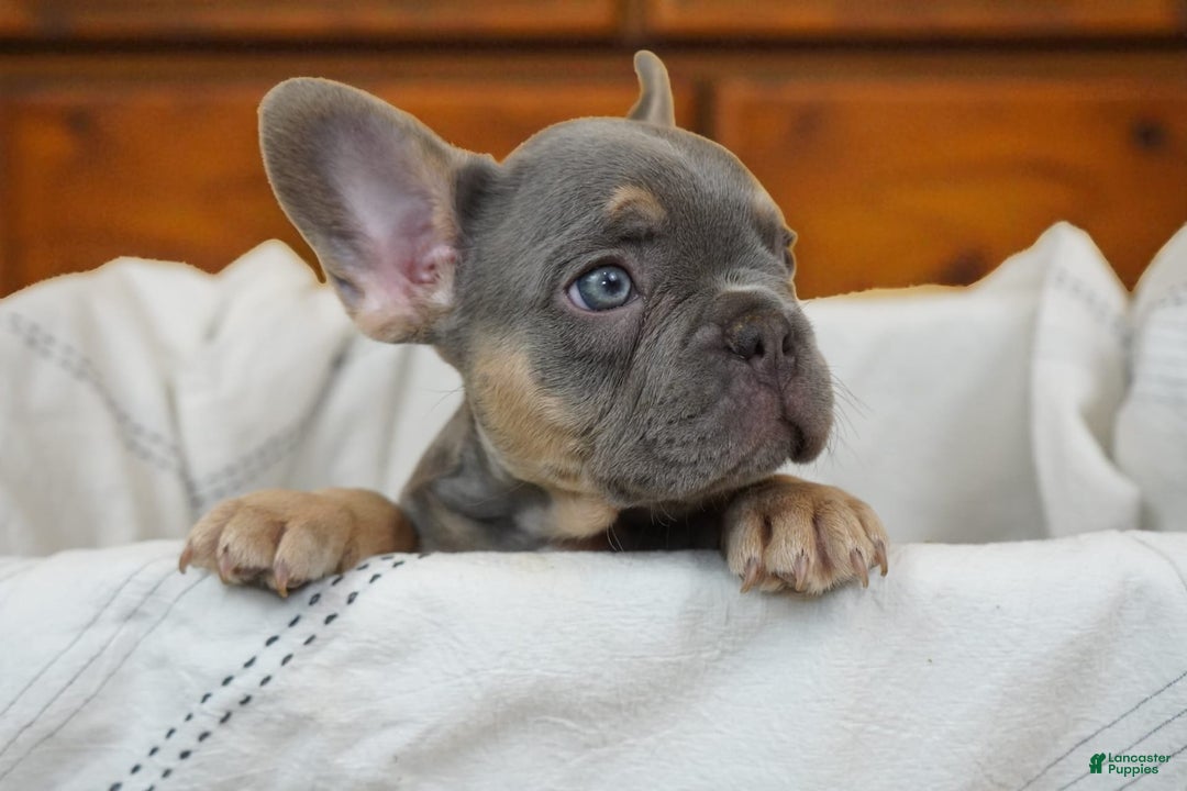 French Bulldog dogs for sale: River - Image 6