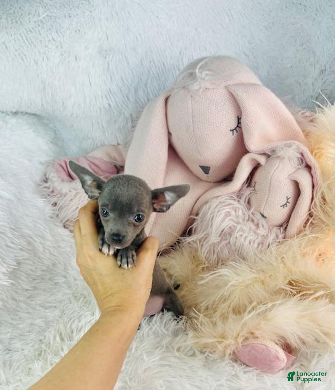 Chihuahua dogs for sale: Cesare - Image 2