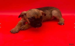 Cane Corso dogs for sale: Cane Corso 4 puppies - Image 1
