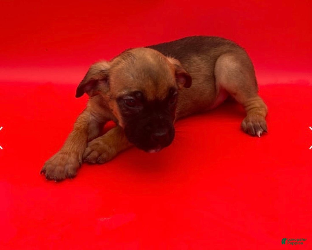 Cane Corso dogs for sale: Cane Corso 4 puppies - Image 1