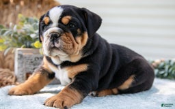 English Bulldog dogs for sale: Eva - Image 1
