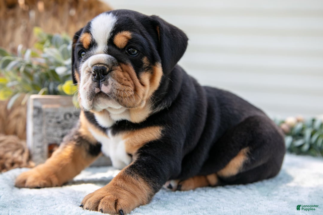 English Bulldog dogs for sale: Eva - Image 1
