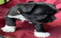 Miniature Schnauzer dogs for sale: Junie - Image 12