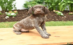 German Shorthaired Pointer dogs for sale: Thea - Image 2