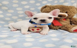 French Bulldog dogs for sale: Fido - Image 23