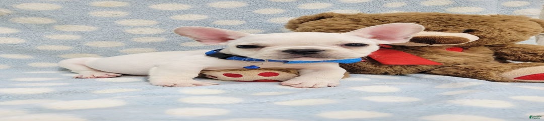 Fido