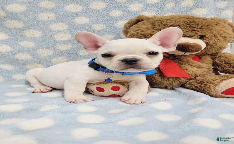 French Bulldog dogs for sale - Ad 3
