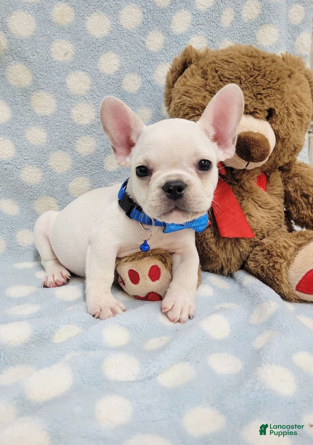 French Bulldog dogs for sale: Fido - Image 23