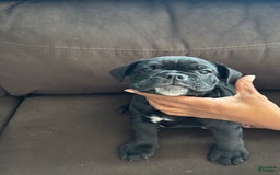 English Bulldog dogs for sale: Stripe - Image 1