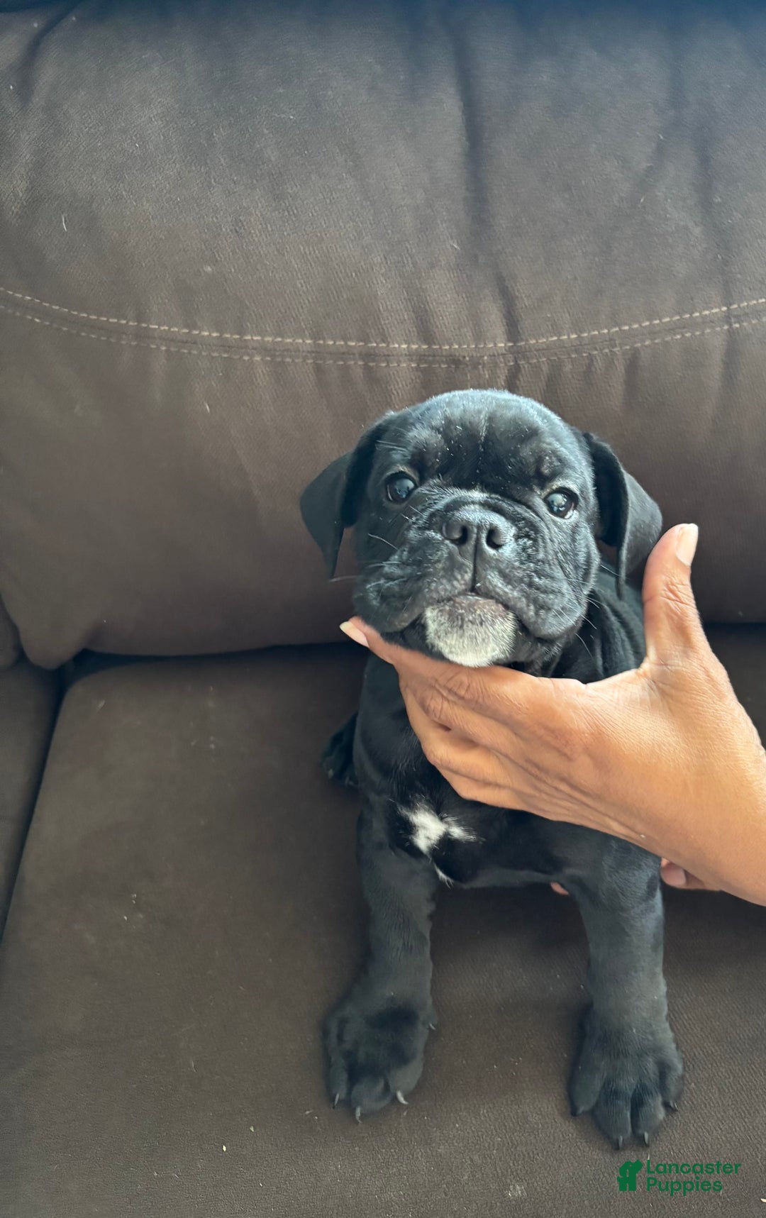 English Bulldog dogs for sale: Stripe - Image 1