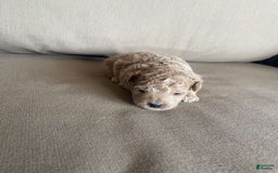 Toy Poodle dogs for sale: Teddy - Image 5