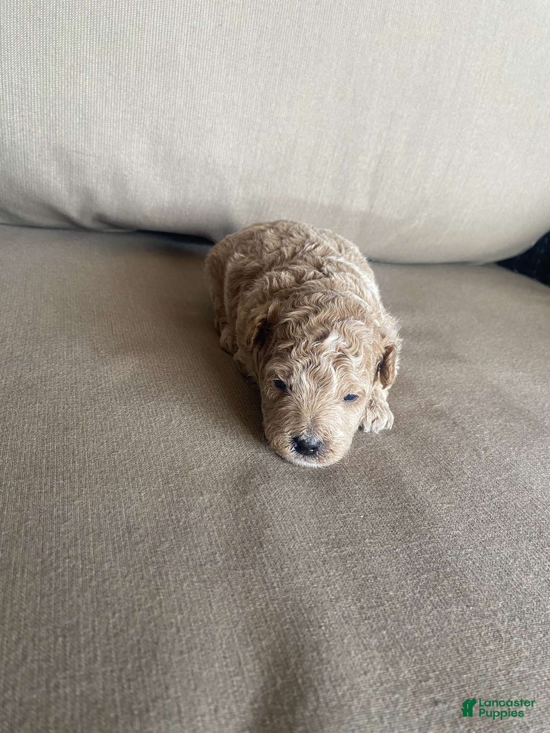 Toy Poodle dogs for sale: Teddy - Image 5