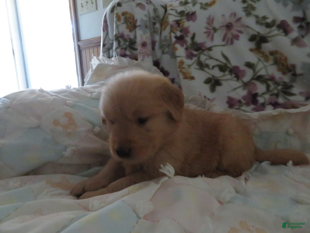 Golden Retriever dogs for sale: Starburst - Image 8