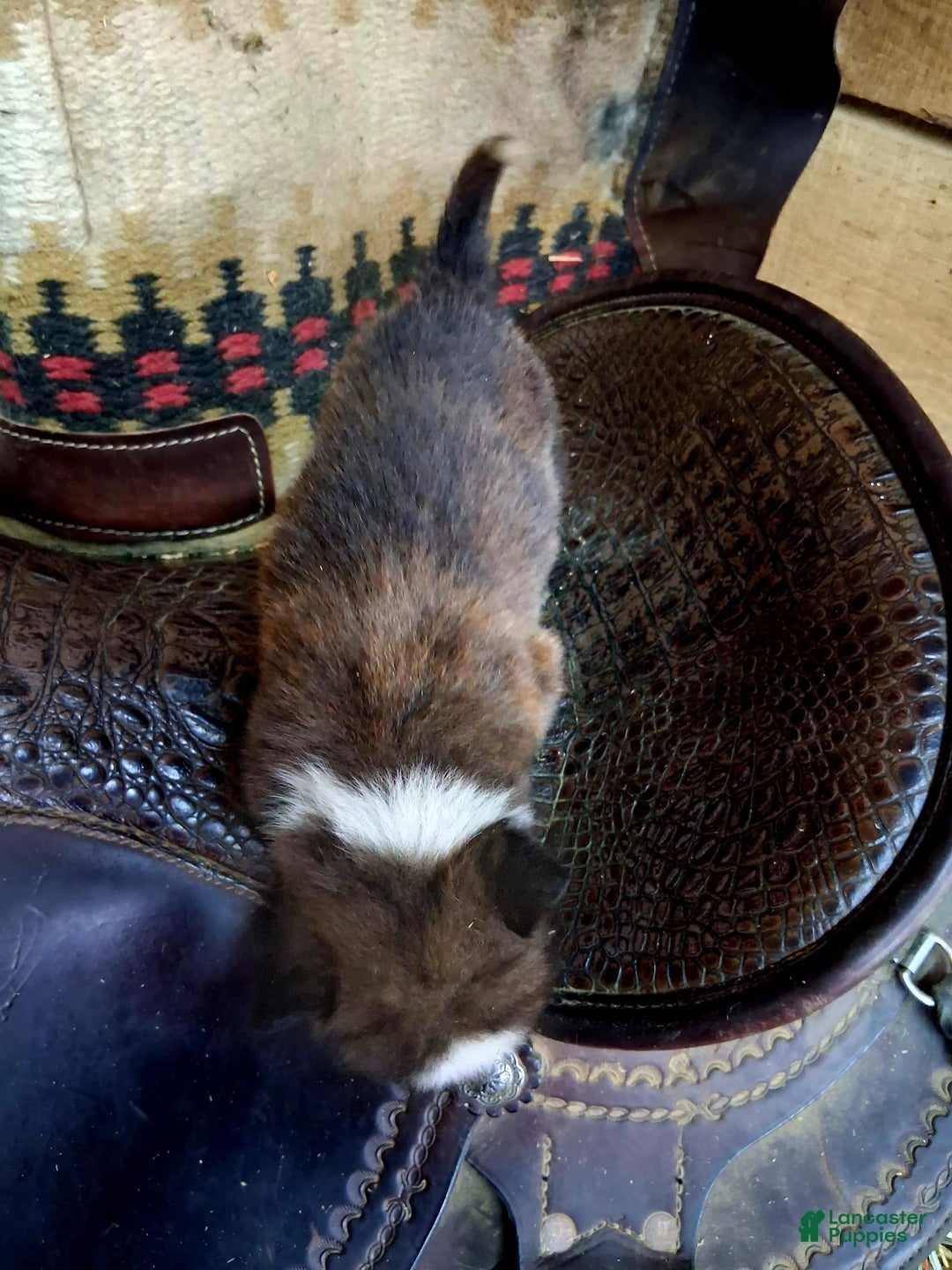 Border Collie dogs for sale: Border Collie 3 puppies - Image 14