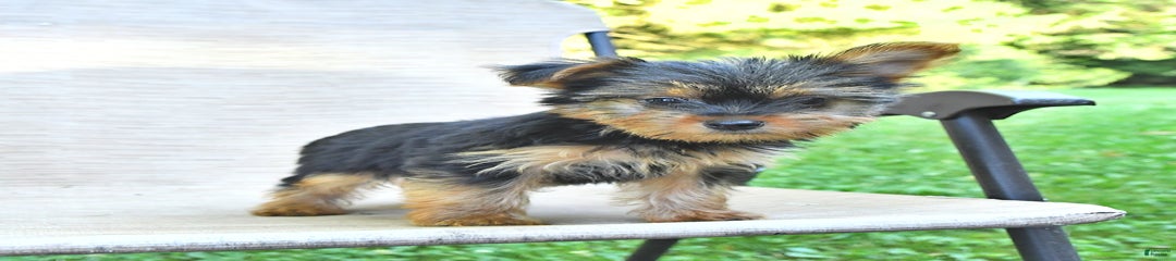 Darla