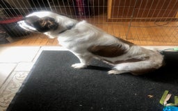 Saint Bernard dogs for sale: Bea - Image 2