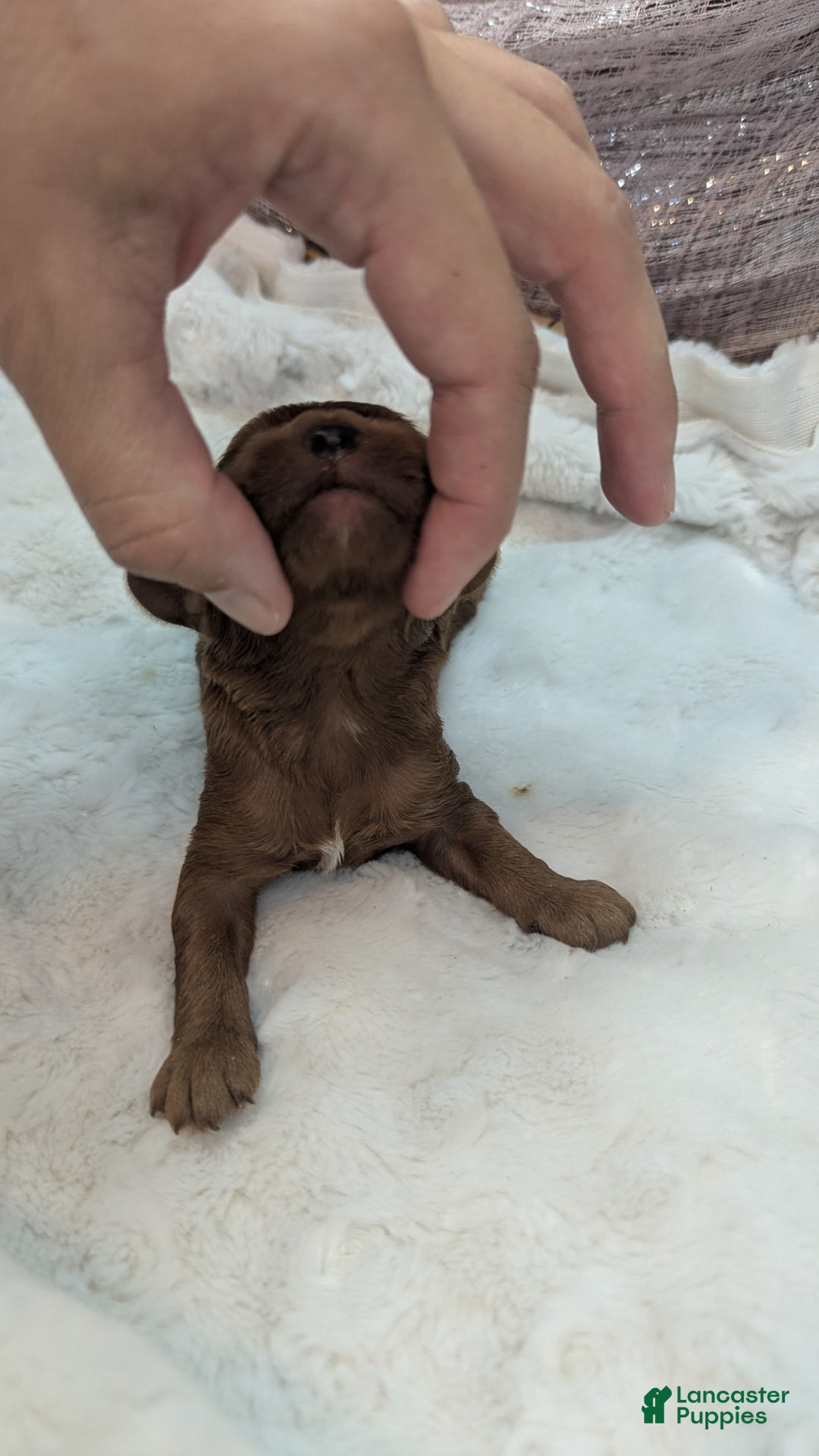 Cavapoo dogs for sale: Zeus - Image 10