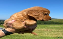 Golden Retriever dogs for sale: Rascal - Image 8