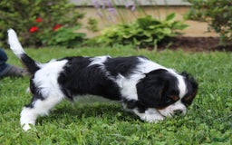 Cavalier King Charles Spaniel dogs for sale: Amigo - Image 7